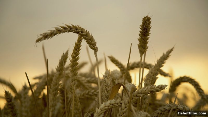 新用户福利全解析：捕鱼达人单机版平台注册送现金券，免实名畅玩无忧